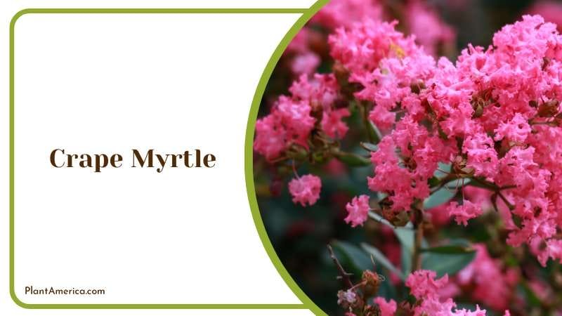 Crape Myrtle Flowers in Bloom Plant America