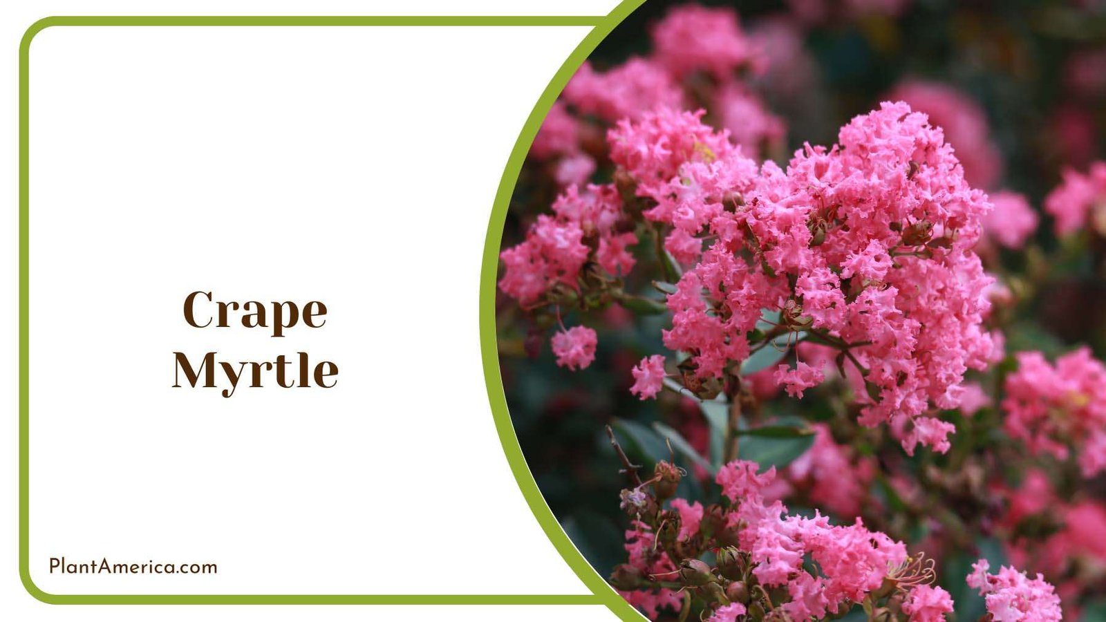 Crape Myrtle Pink Blooms Plant America