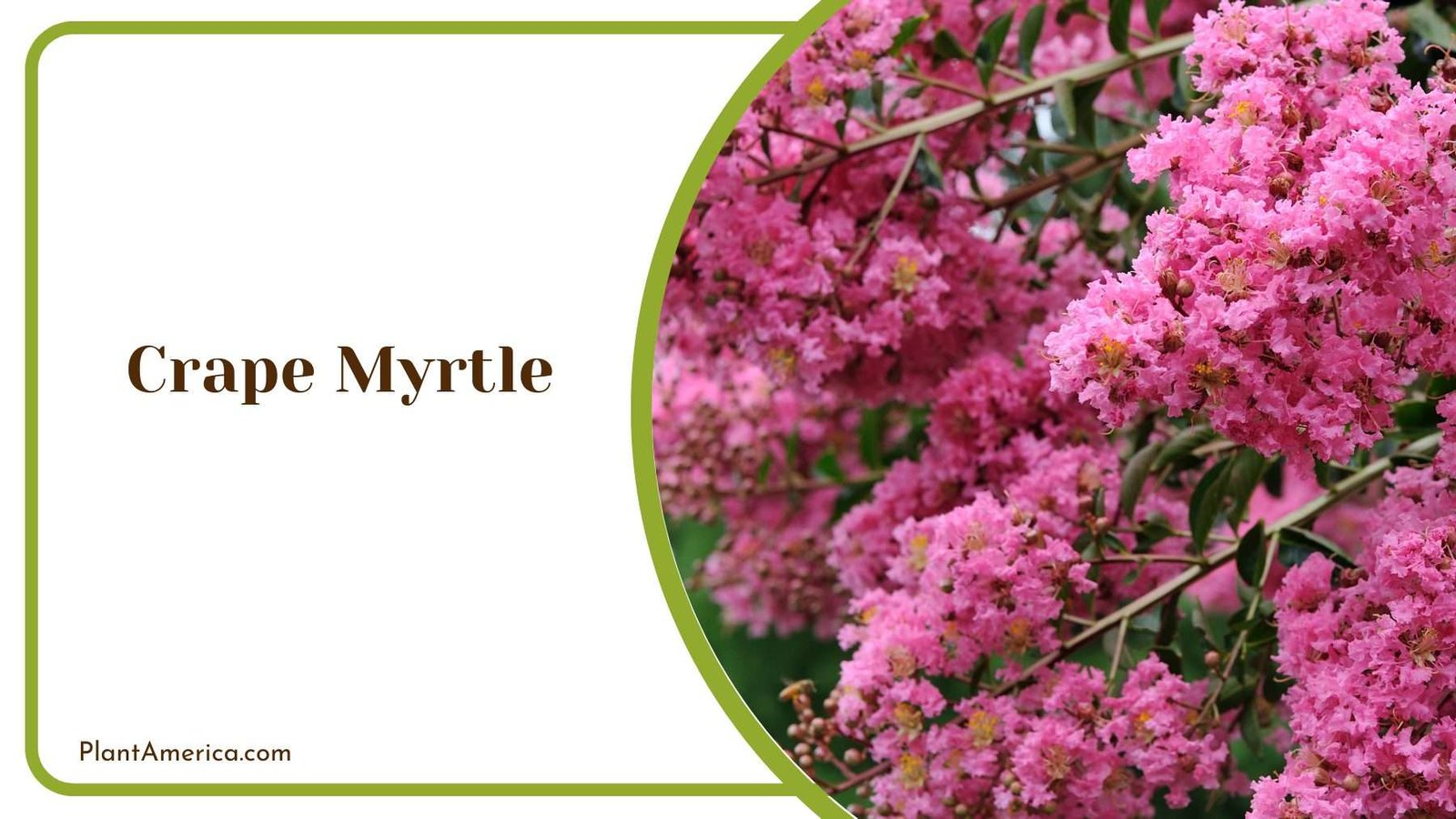 Crape Myrtle Plant America 3
