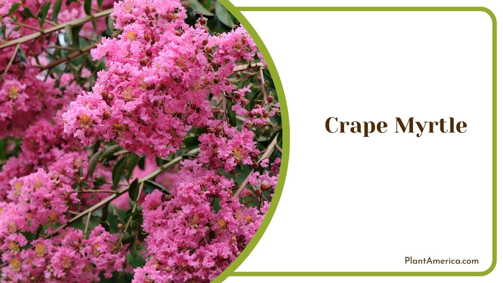 Crape Myrtle Plant America 4