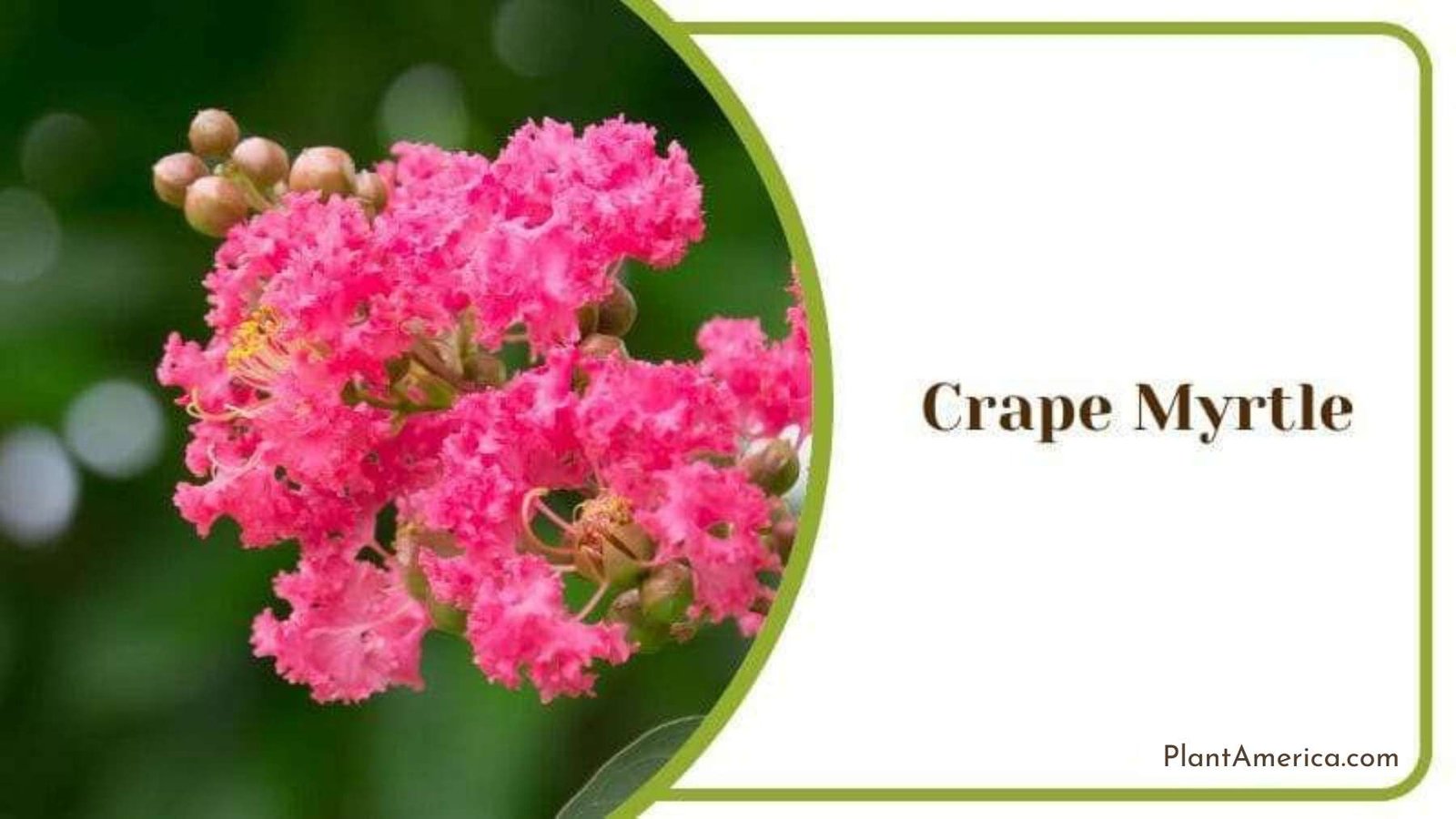 Crape Myrtle Plant America