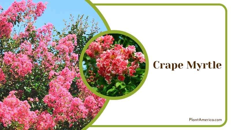 Crape Myrtle Specific Features Plant America