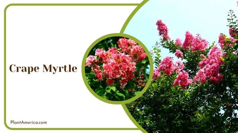 Crape Myrtle Tree Plant America
