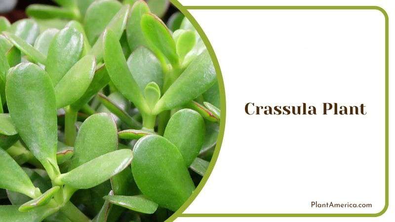 Crassula Coral Like Plant Plant America Crassula Coral Like Plant Plant America