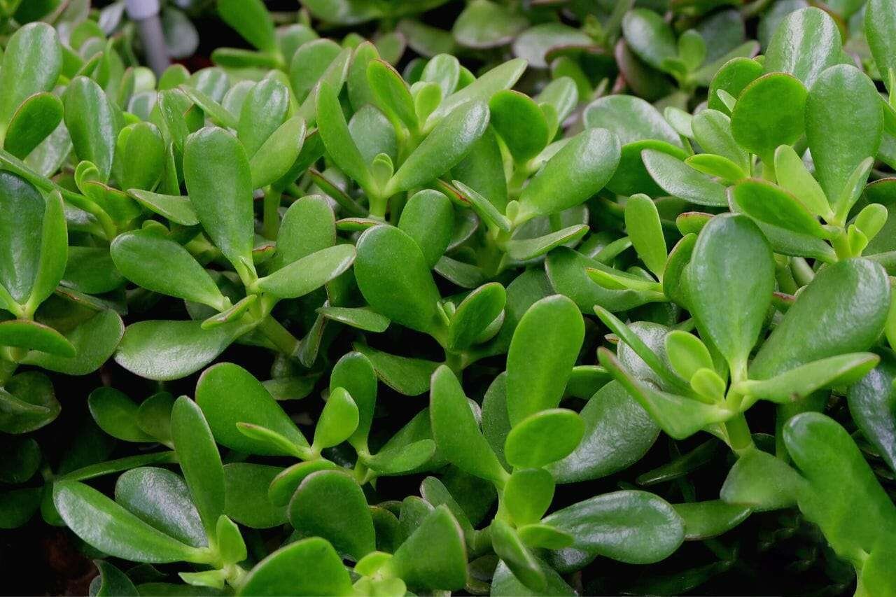 Crassula Ovata Jade Plant Plant America