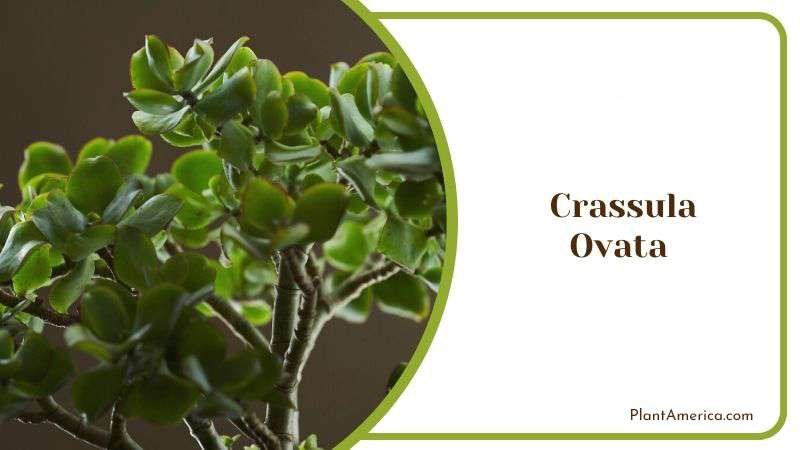 Crassula Ovata Plant America