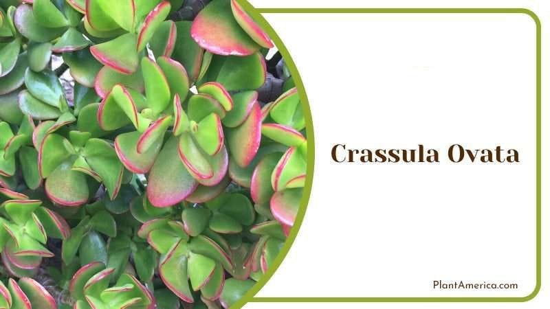 Crassula Ovata PlantAmerica