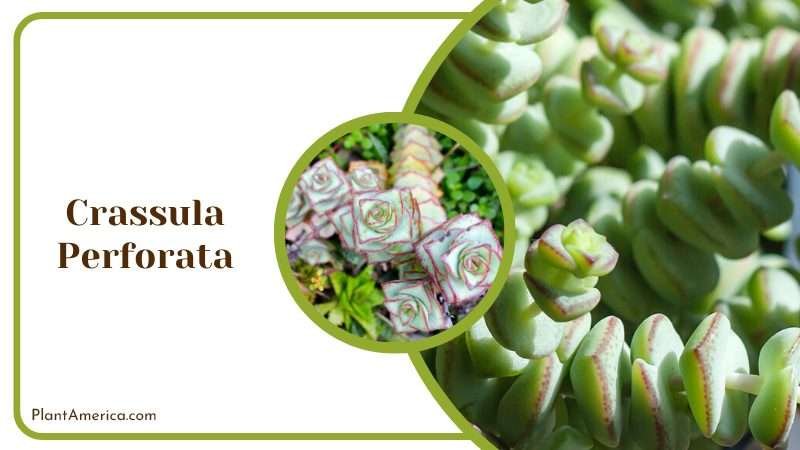 Crassula Perforata Plant Plant America