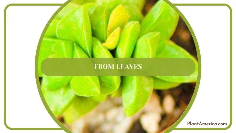 Crassula Propagation From Leaves Plant America