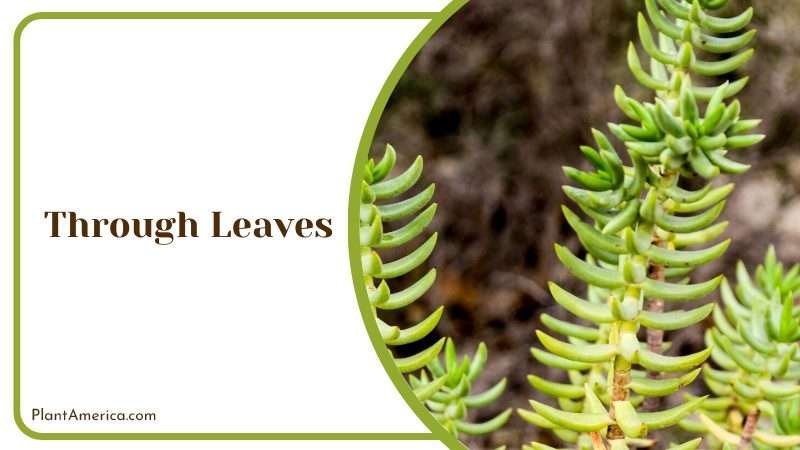 Crassula Tetragona Propagated from Leaves Plant America Crassula Tetragona Propagated from Leaves Plant America