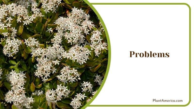 Crassula Umbella Growth Problems Plant America