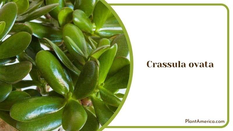 Crassula ovata Indoor Plant Plant America Crassula ovata Indoor Plant Plant America