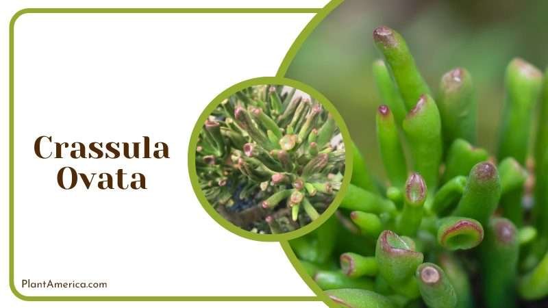 Crassula ovata Looks like a mini tree Plant America