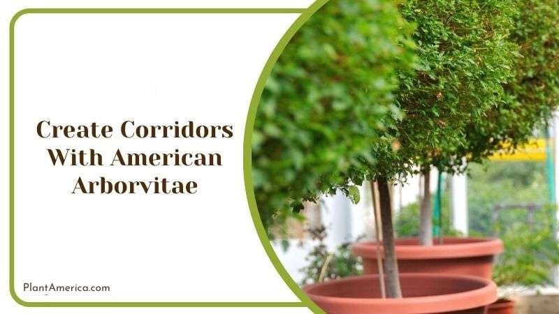 Create Corridors With American Arborvitae Plant America Create Corridors With American Arborvitae Plant America