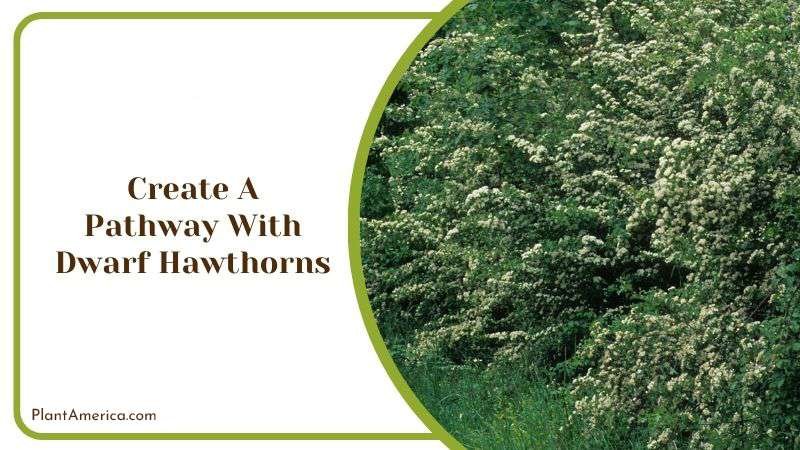 Create a Pathway With Dwarf Hawthorns PlantAmerica