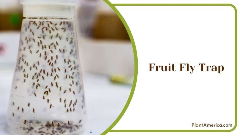 Creating Fruit Fly Trap Using Vinegar Plant America