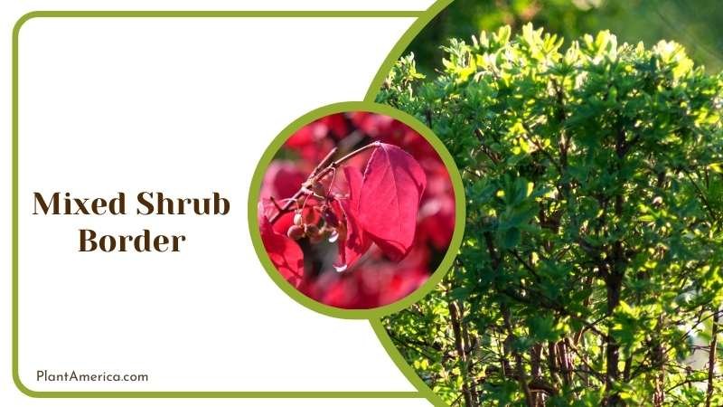 Creating Mixed Shrub Border Plant America