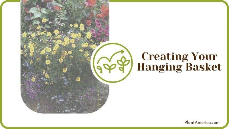 Creating Your Hanging Basket Plant America