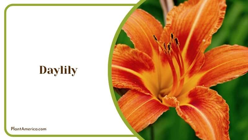 Creating a Stunning Garden Display Plant America Creating a Stunning Garden Display Plant America