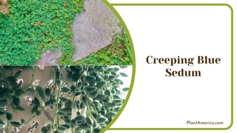 Creeping Blue Sedum PlantAmerica