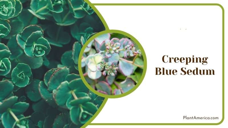 Creeping Blue Sedum grow circularly Plant America Creeping Blue Sedum grow circularly Plant America