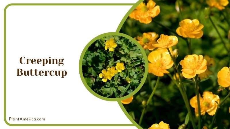 Creeping Buttercup Groundcover Plant America 1