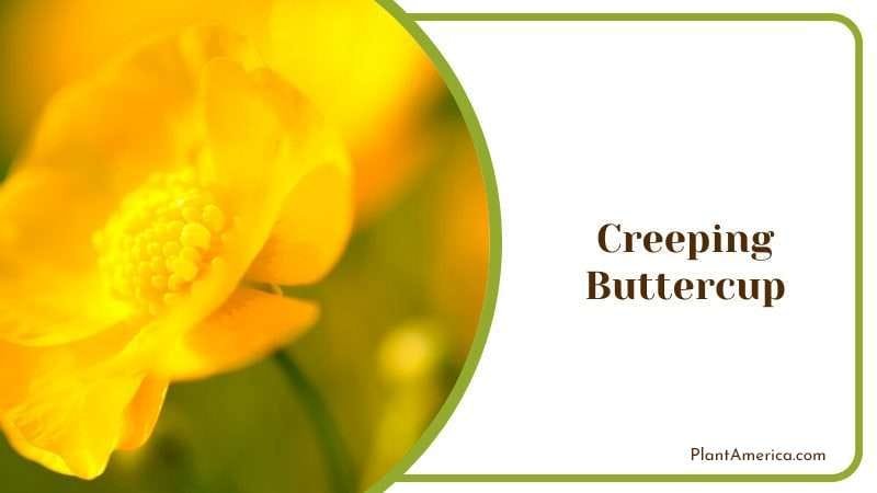 Creeping Buttercup PlantAmerica