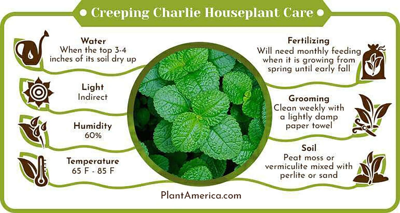 Creeping Charlie Houseplant Care Infographic PlantAmerica Creeping Charlie Houseplant: The Best Care Guide for This Plant