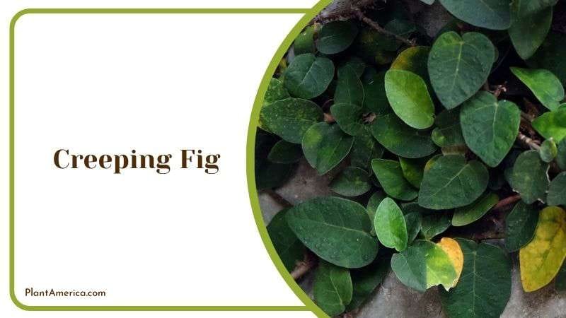 Creeping Fig Detailed Description Plant America Creeping Fig Detailed Description Plant America