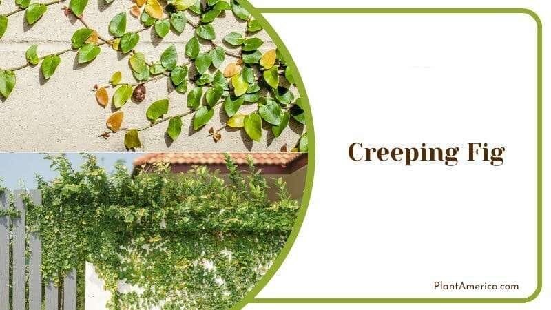 Creeping Fig Leaves on Wall PlantAmerica