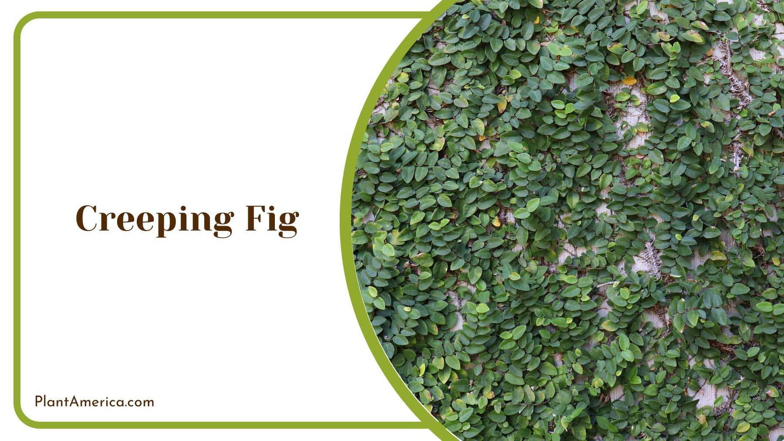 Creeping Fig On A Wall Plant America