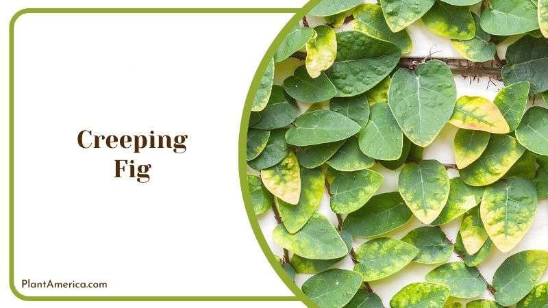 Creeping Fig Plant America