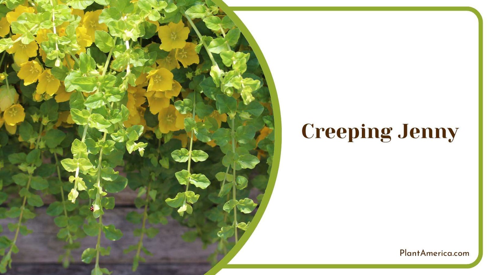 Creeping Jenny s In The Garden Plant America