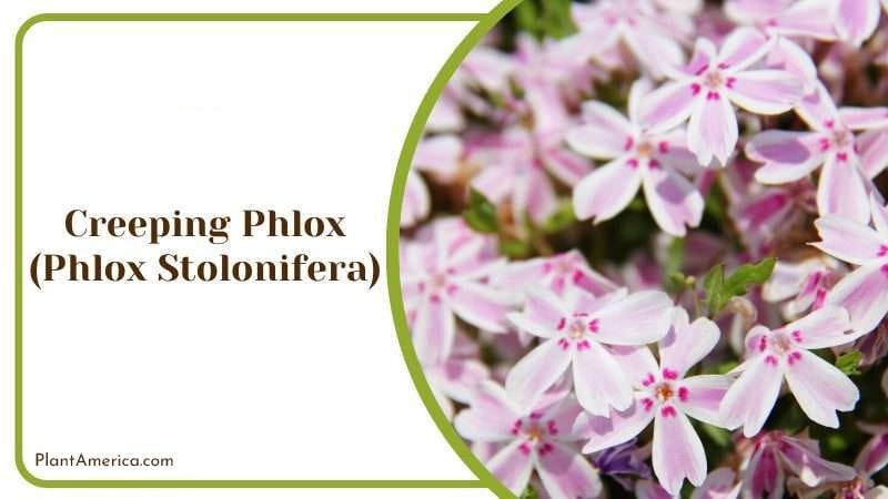 Creeping Phlox PlantAmerica Creeping Phlox PlantAmerica