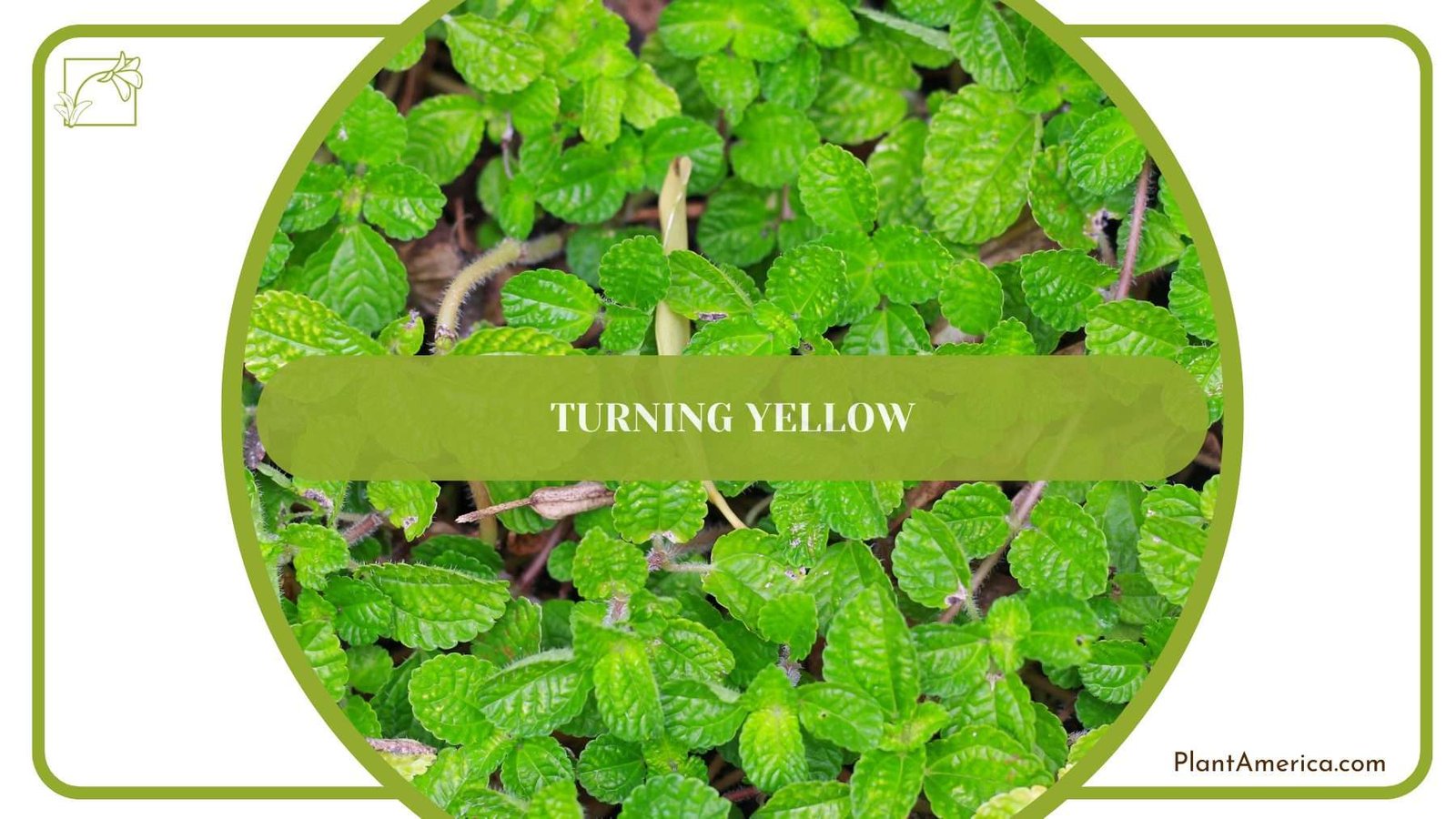 Creeping Turning Yellow PlantAmerica Creeping Turning Yellow PlantAmerica