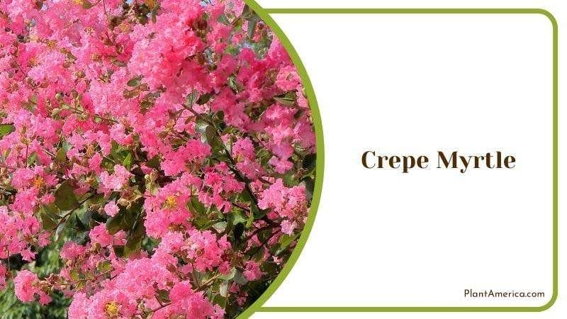 Crepe Myrtle PlantAmerica Crepe Myrtle PlantAmerica