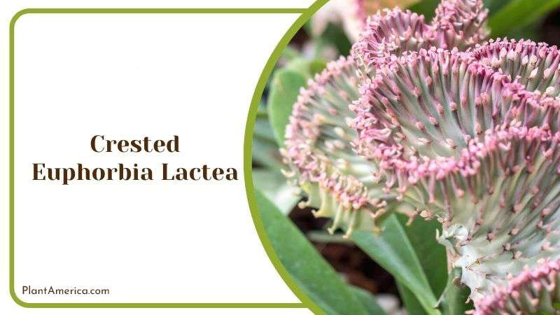 Crested Euphorbia Lactea Plant America