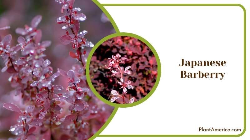 Crimson Pygmy Japanese Barberry Plant America