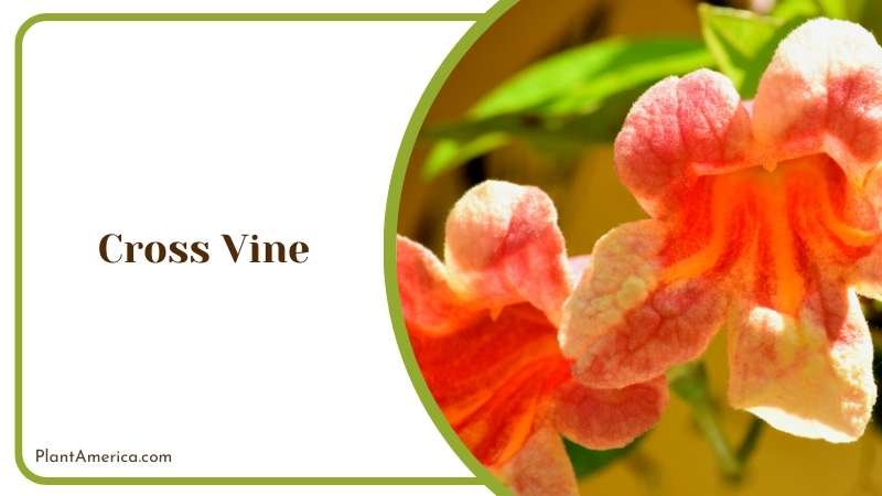 Cross Vine A Vibrant Addition to Your Garden Plant America