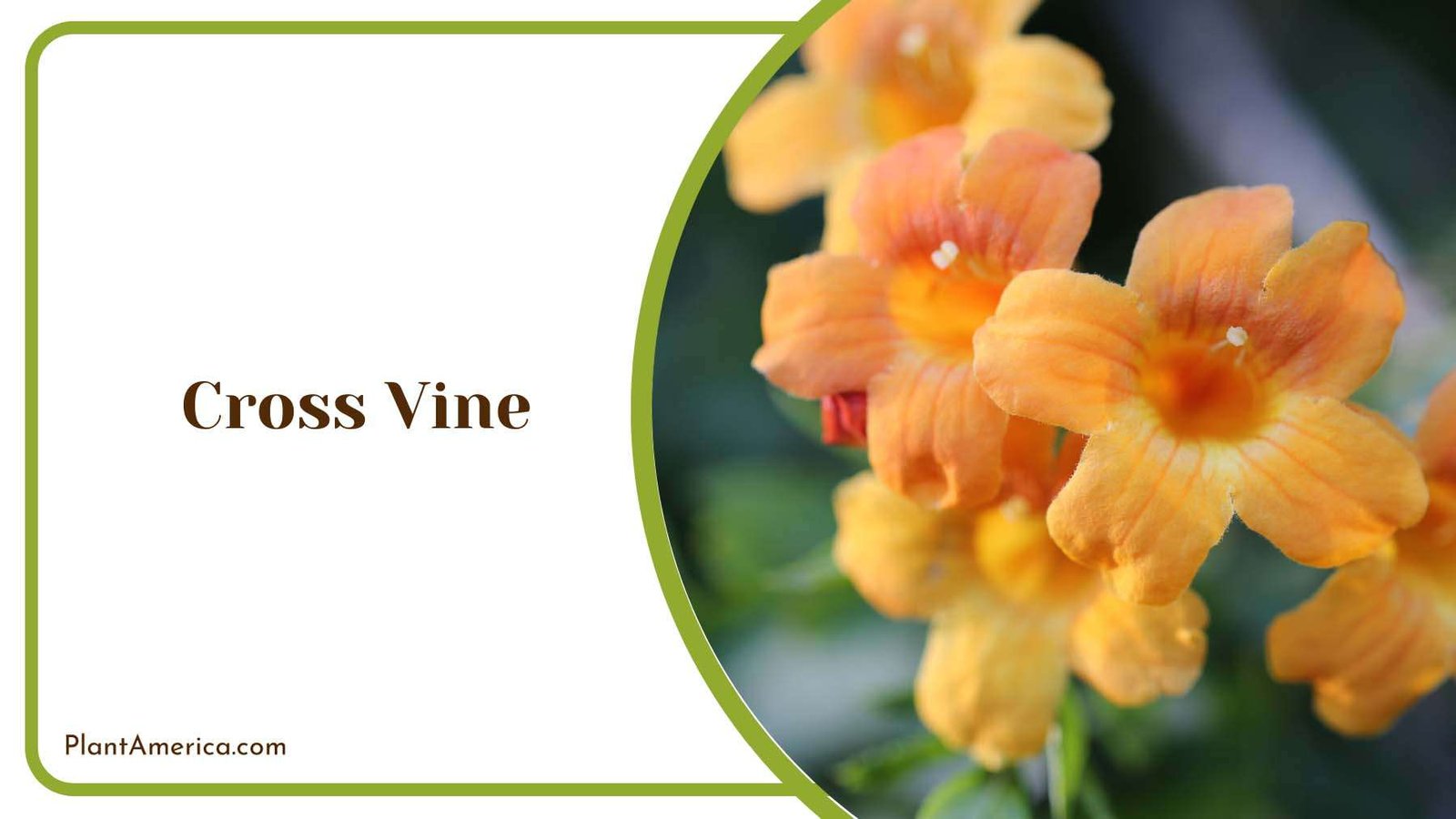 Cross Vine Blooms Plant America