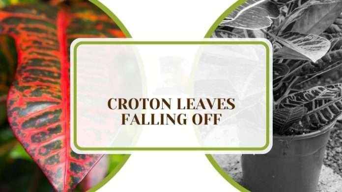 Croton Leaves Falling off: Various Causes and Resolutions - Plant America
