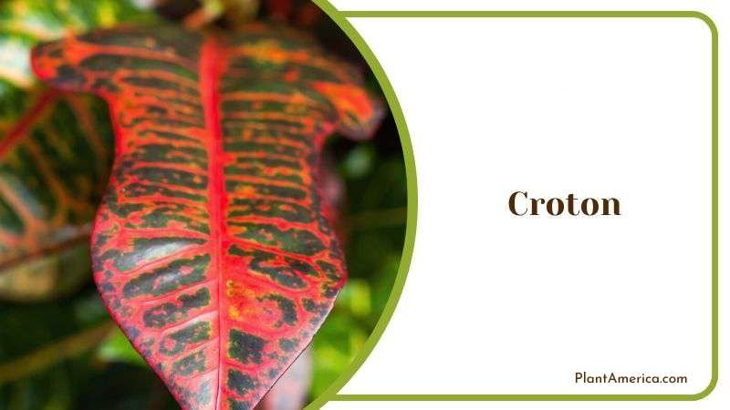 Croton Plant America 1