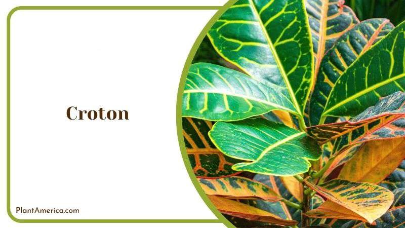 Croton Plant America