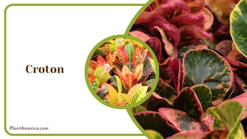 Croton Red Plant PlantAmerica Croton Red Plant PlantAmerica