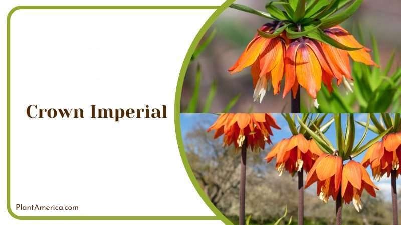 Crown Imperial PlantAmerica 1