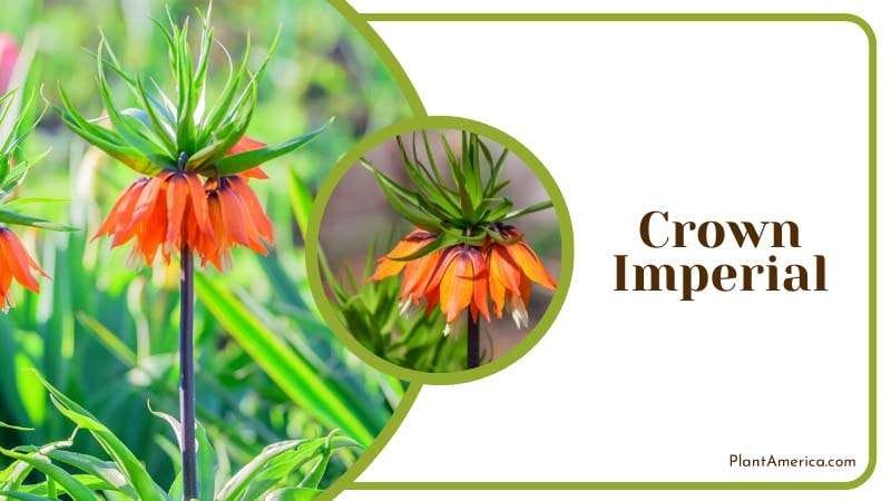 Crown Imperial protect your garden PlantAmerica