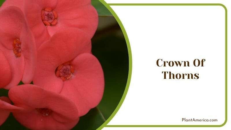 Crown Of Thorns Plant America