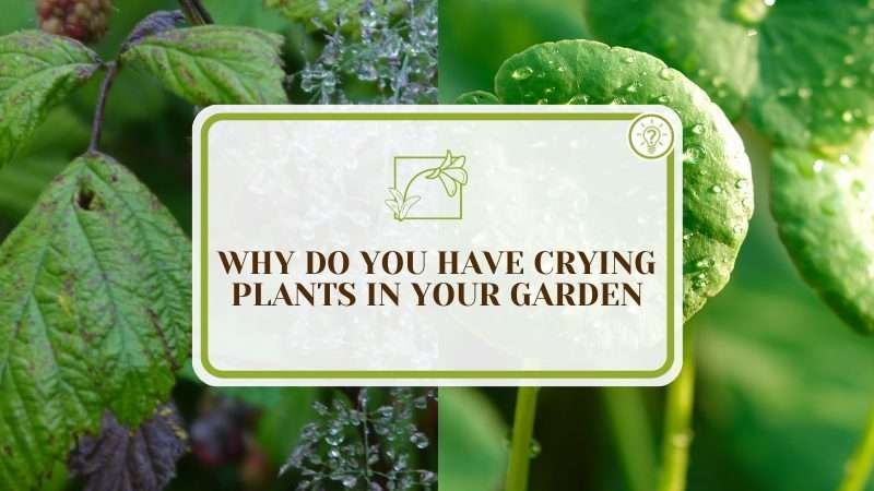 Crying Plants PlantAmerica Crying Plants: Three Main Reasons You Have Them