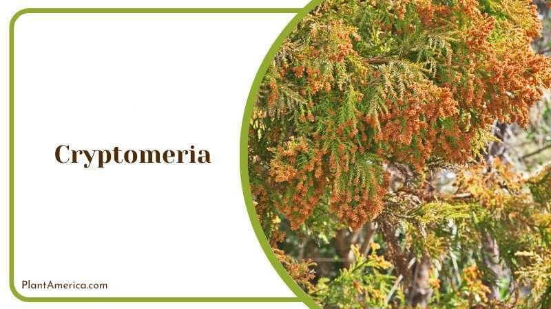 Cryptomeria Japanese Cedar Plant America Cryptomeria Japanese Cedar Plant America