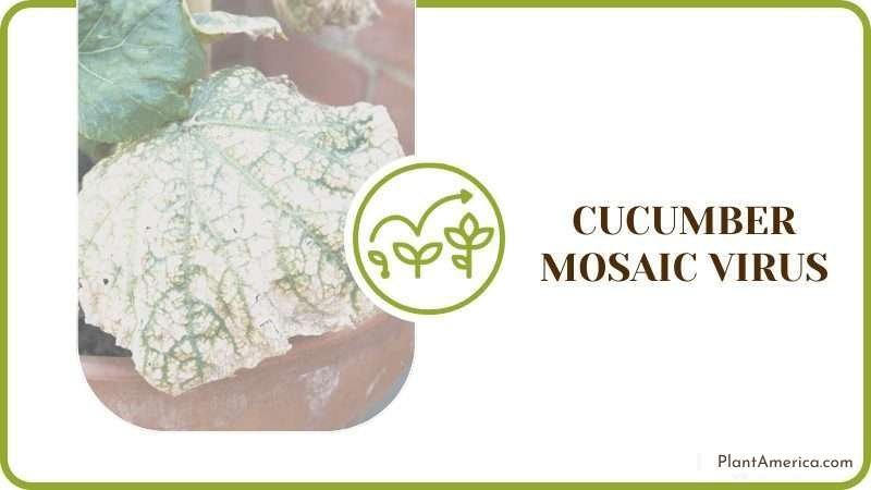 Cucumber Mosaic Virus Plant America